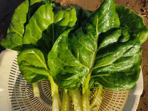 ✨農薬・化成肥料不使用の珍しい野菜フダンソウ300g+小松菜500g✨