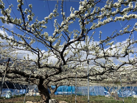 農家直送！プラムの王様貴陽！深い味わいがたまらない！2Kg 10玉〜11玉

《自分へのご褒美や大切な方への贈り物にもおススメです〉