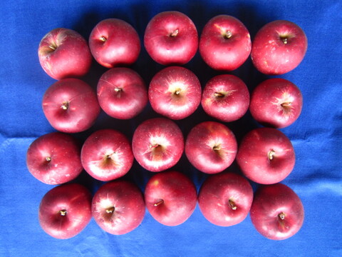 樹上完熟紅玉 小玉～ 総重量 約4kg前後 青森県 南部地方産 自家りんご農園生産直送品！