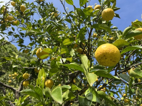 【農薬不使用】青島みかんジュース500ml&ニューサマーオレンジ5kg