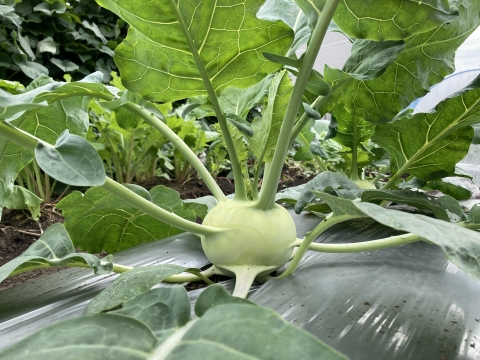 【シャキシャキ！キャベツの仲間】京都産コールラビ　1.5kg（４〜６個程度）