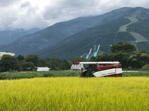 ※令和７年産新米※【予約注文発送10月上旬予定】白馬産コシヒカリ白米10kg