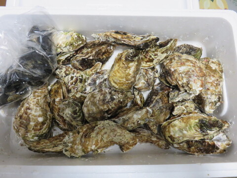 【期間限定10％OFF中】生食用４ｋｇ殻付き 牡蠣 （28~55粒）牡蠣 殻付き牡蠣 殻付き牡蛎 牡蛎 生牡蠣　かき カキ 松島牡蠣屋 BBQに 貝類海産物 オイスター  貝