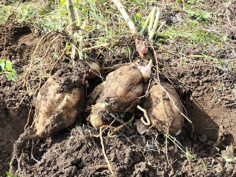 【自然栽培】シャキシャキのヤーコン　４ｋｇ（亀裂あり）