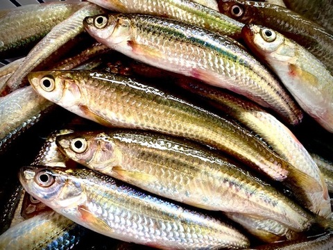 琵琶湖固有種　天然ホンモロコ（500ｇ）　朝獲れ即日発送！琵琶湖高級魚！