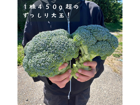 【採れたて直送】信州伊那の寒暖差が育てた みずみずしいブロッコリー 450g×4株