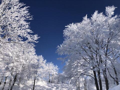 新潟県　南魚沼産コシヒカリ精米10kg[令和7年産]自家製ぼかし肥料栽培米　八海山の里で実りました。