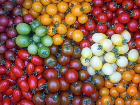 旬野菜Ｓサイズ【7～9品目少量パック】生命力溢れる野菜詰め合わせ＊農薬·化学肥料·除草剤不使用《1日5セット定期便限定》