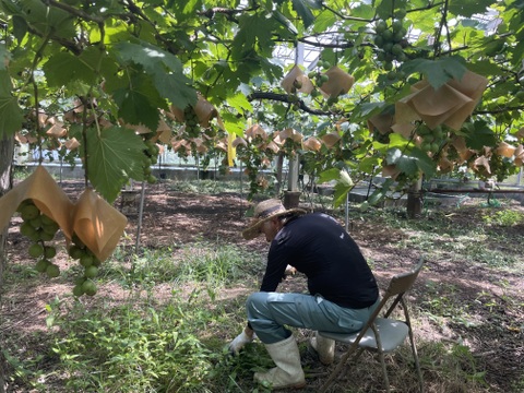 まるで天然シャーベット！冷凍ぶどう<200g×3パック>口の中でひんやりおいしい
