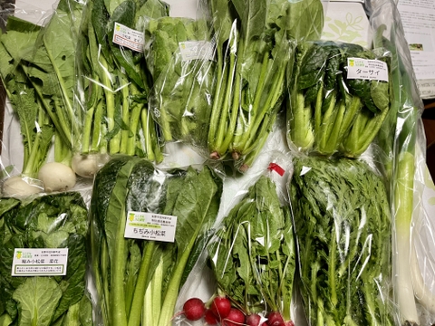 【少量サイズ♪】信州冬野菜セット10品目 お試しにも！