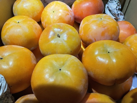 和歌山県産　富有柿　極甘(家庭用)5kg　M～2Lサイズ