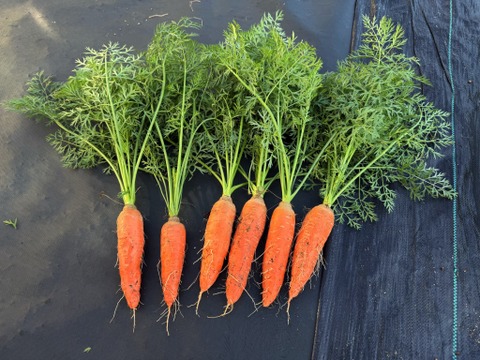 【カレンダー付】絶品！とくうま秋冬野菜１０〜１２品セット＜１１月発送分＞