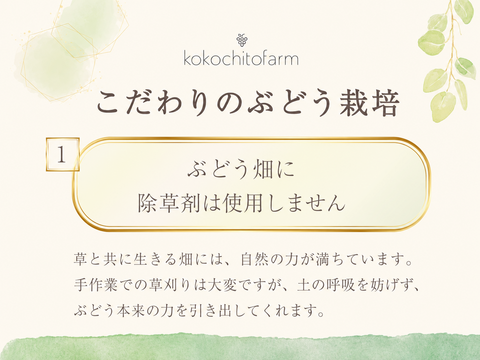 【ギフト】3種を食べ比べ！シャインマスカット1㎏＆粒ぶどう2種詰め合わせ
