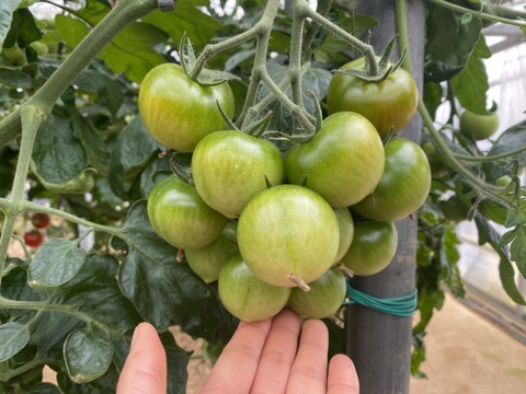 【お試し割中】艶り！ジューシー♥レッドオーレトマト🍅1kg