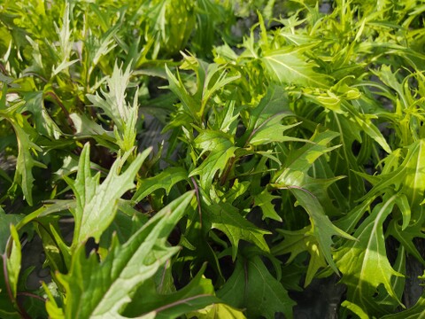 ✨農薬・化成肥料不使用のサラダセット（赤紫水菜300g+水菜300g+ミックスレタス300g）✨