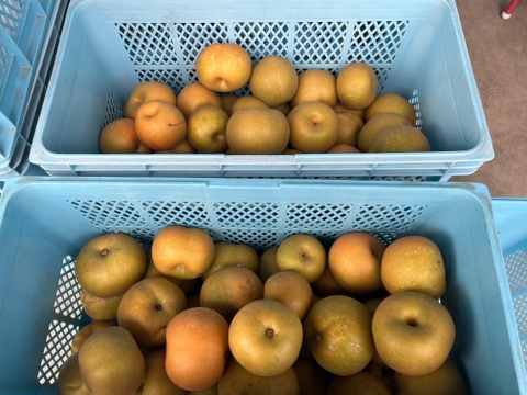 今が旬！驚きの甘さ】富山県呉羽梨-幸水-10kg 16〜24玉【訳あり！大