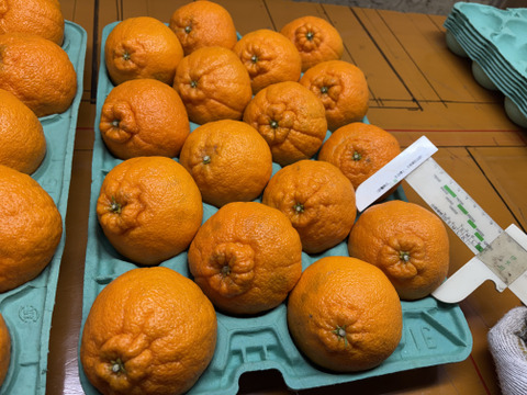 当園コダワリのみかんの王様『不知火』 約5kg　一度食べると再度ほしくなる