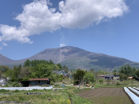 今だけ旬！堀りたて発送『生落花生』軽井沢産高原野菜　茹でてホクホク甘い