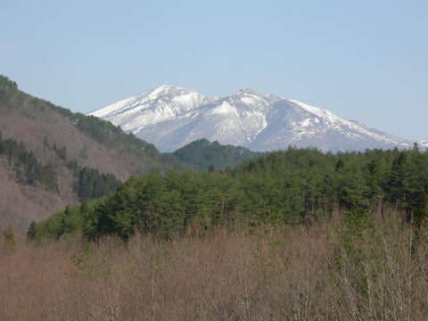 【2026年優先予約】！初物を優先発送(4月中旬)！太い行者にんにく2kg　「やわらか若葉」幻の山菜