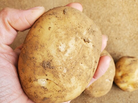 デジマ｜ホクホク旨味が濃い新じゃが 皮ごと食べられる島じゃがいも ４kg