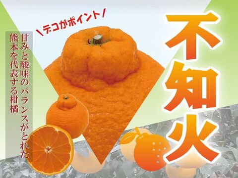 デコがポイント！不知火【家庭用 2.2～2.3kg】