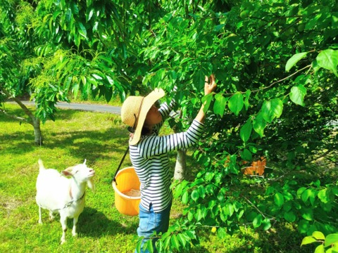 爽やかな酸味と香り　青梅２kg【自然栽培】