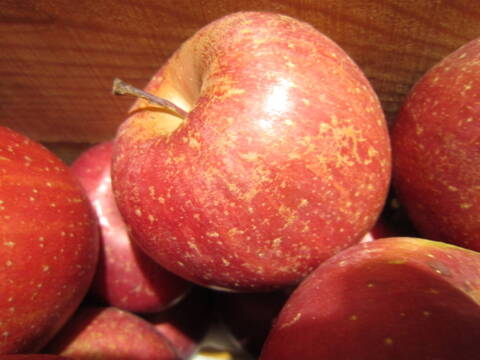 お買い得 サンふじ 家庭用 総重量 約9.5kg 青森県 南部地方産 自家りんご農園生産直送品！