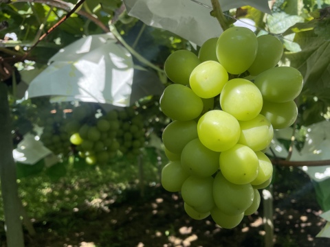 糖度抜群！1房の粒数にもこだわった シャインマスカット(1㎏約2房)