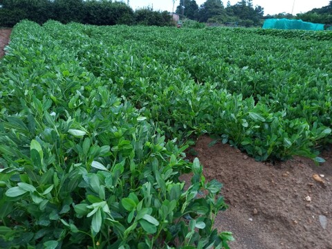 おおまさり　浜松三方原台地で栽培した生落花生🥜。農薬不使用‼️塩ゆで落花生などに、1箱　殻付おおよそ500ｇ