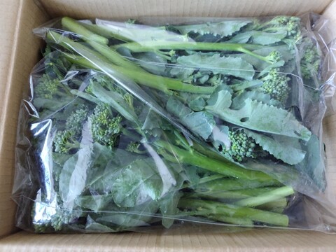 【野菜の旨味が楽しめる！】★抗酸化作用の高いβカロテンが豊富★スティックセニョール(1kg) [化学農薬・化学肥料・除草剤不使用]