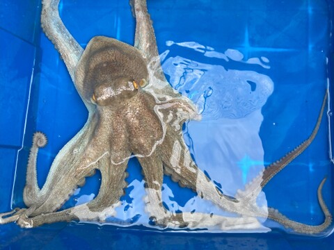 歯ごたえがある！タコ