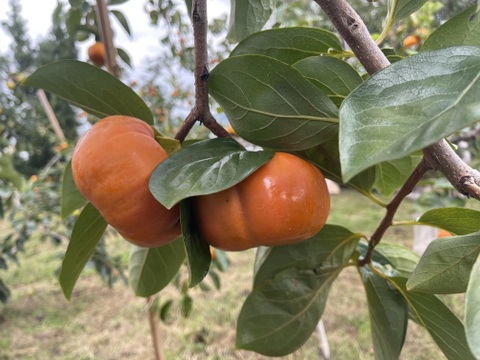 旬　早秋柿3L玉　6玉セット