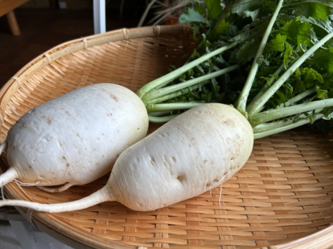 奥出雲産自然栽培源助だいこん(1.5kg)