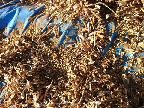 味噌作りなどに‼️山梨県上野原産　津久井在来大豆1kg