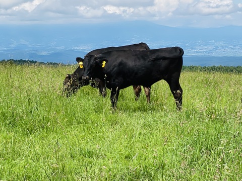 【夏ギフト】【放牧肥育牛】リブロース　ステーキ　200g【信濃美味牛】