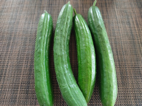 🥒🍆夏の定番コンビ！キュウリ10本＆ナス約600g｜サラダにも炒め物にも｜朝どれ直送｜農薬・化成肥料不使用🥒🍆
