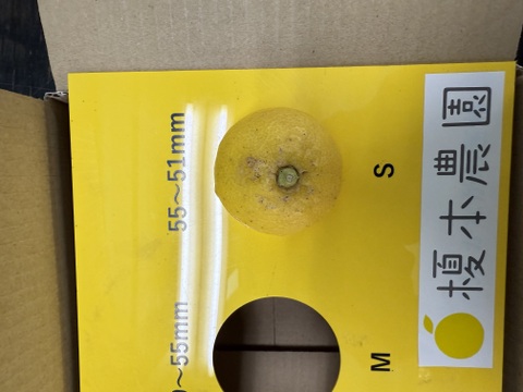 【国産レモン】イエローサブマリン〜♫国産レモン家庭用B品　極小果　2kg  28〜30個