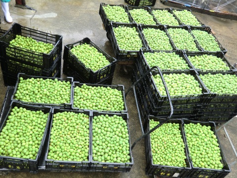 お酒好きも楽しめる辛口梅酒「ほたるの宿」500ml　アルコール度数21度