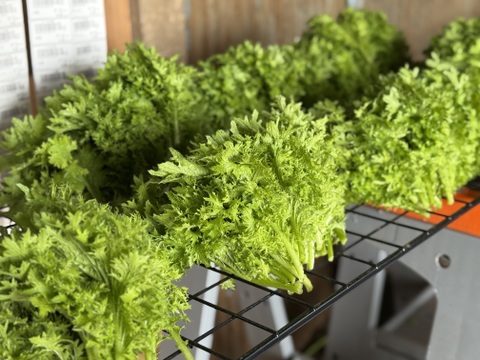 【新鮮！】農薬不使用 わさび菜 500g【冬ギフト】