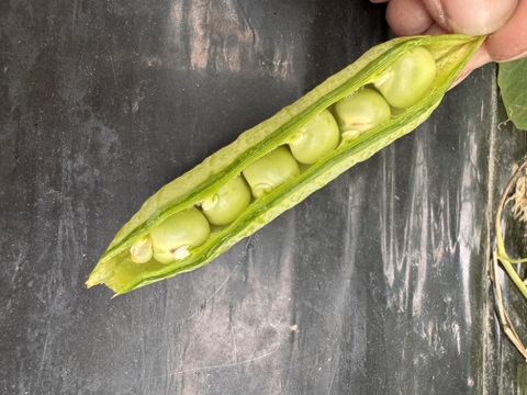 採れたてのウスイ実えんどう‼️1kg入‼️