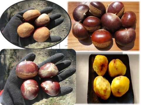 【栗の王様 特大粒 利平栗 】希少で人気の　利平栗　農薬不使用 　900g