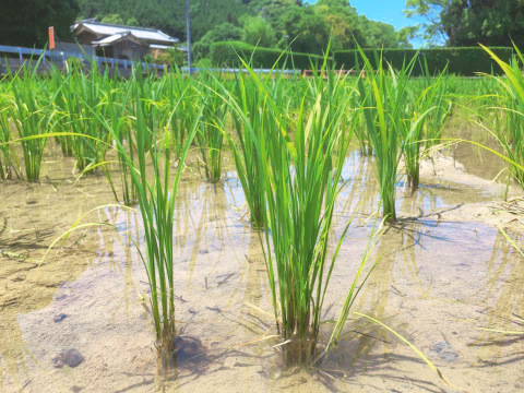 【令和6年度産】新米 コシヒカリ ５㎏ ＊特別栽培米＊