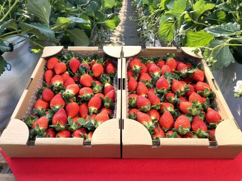 2025年度初物いちご！⑳真心農園　べにたま　バラ詰め870g×2箱（粒の大きさ・果形 混在）