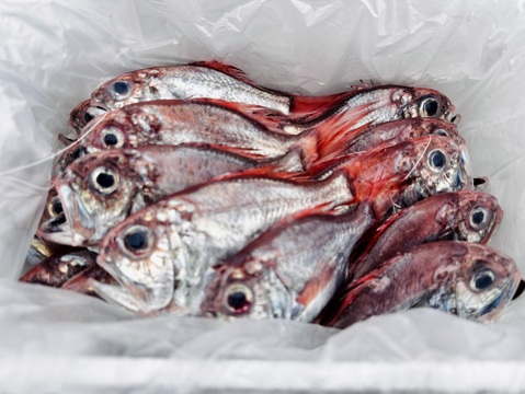 【訳あり】カワヤッコ（ヒウチダイ）3.3kg