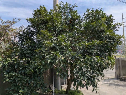 食べ頃『甘夏』　甘味と酸味が程よい福岡産