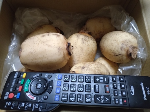 常温便　秋冬　訳アリ　レンコン 節毎2キロ