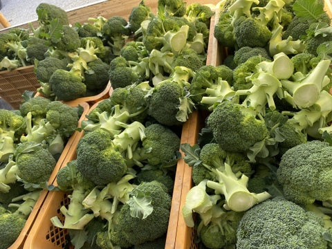渥美半島産　カットブロッコリー