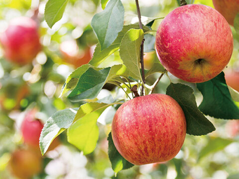【☆特に甘～いりんご☆】約１０キロ 青森県産りんご「樹上完熟葉とらずつがる」贈答用厳選品