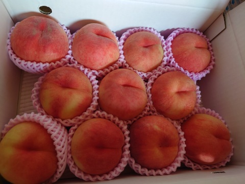 🍑【2025年8月下旬桃】3kg　8～14玉【ASIAGAP認証農場：津軽農園】　　安心・安全な桃　収穫した日に発送　家庭用　農家直送【朝どれ】