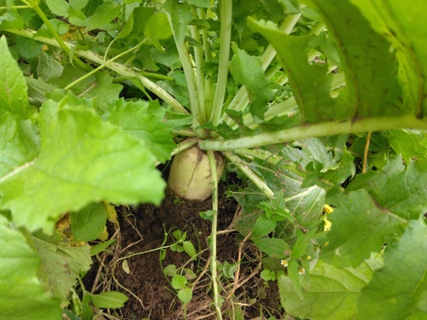 名残の夏野菜＆秋の旬野菜おまかせ7品（季節のセットS）